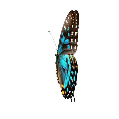 モルフォ蛾静止